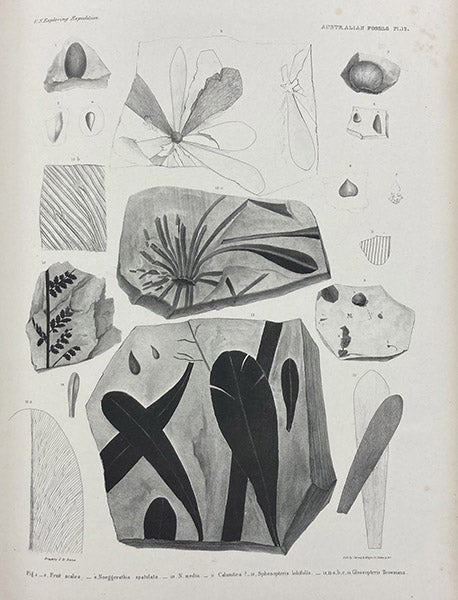 Fossils of Glossopteris browniana, Permian seed fern from Australia, lithograph, in United States Exploring Expedition, Vol. X, Geology, Atlas,  by James Dwight Dana, plate 12, 1849 (Linda Hall Library)