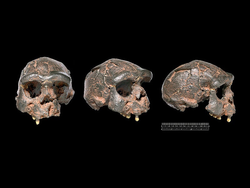 Natural History Museum, London