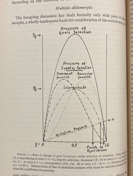 Graph showing rate of change of gene frequency under selection or mutation, “Evolution in Mendelian populations,” by Sewall Wright, Genetics, vol. 16, 1931 (Linda Hall Library)