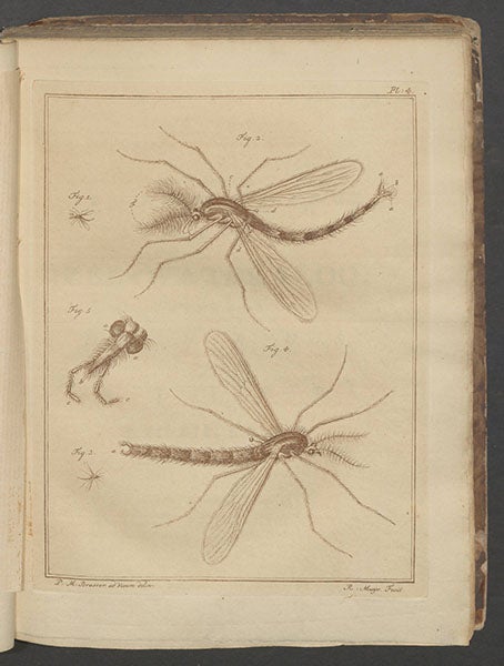 Plate 4 of Martinus Slabber, Natuurkundige verlustigingen, 1778 , depicting two phantom midges, exact species unidentified but of genus Chaoborus (Linda Hall Library)