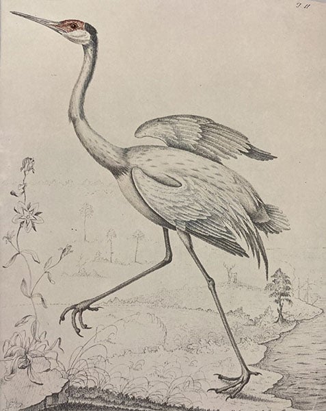 Sandhill crane, drawing by William Bartram, Fothergill Album, Natural History Museum, London (nhm.ac.uk)