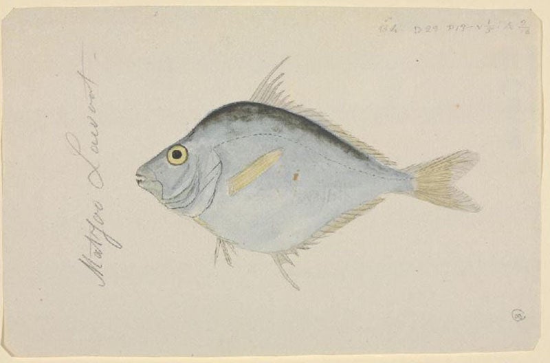 Leiognathus equulus Forsskål, named and drawn by Mungo Park in honor of Peter Forsskål, 1775 (artsandculture.google.com)