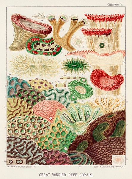 Set of Eight Chromolithographs of Australia's Great Barrier Reef