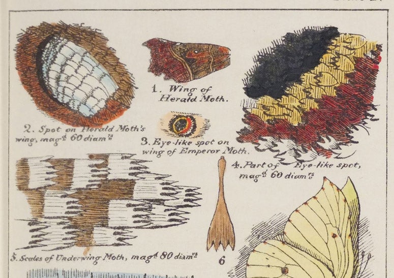 Detail showing scales of moth wings, hand-colored lithograph, Sketches with the Microscope: In a Letter to a Friend, by Mary Ward, plate 4, p. 14, 1857 (Linda Hall Library)