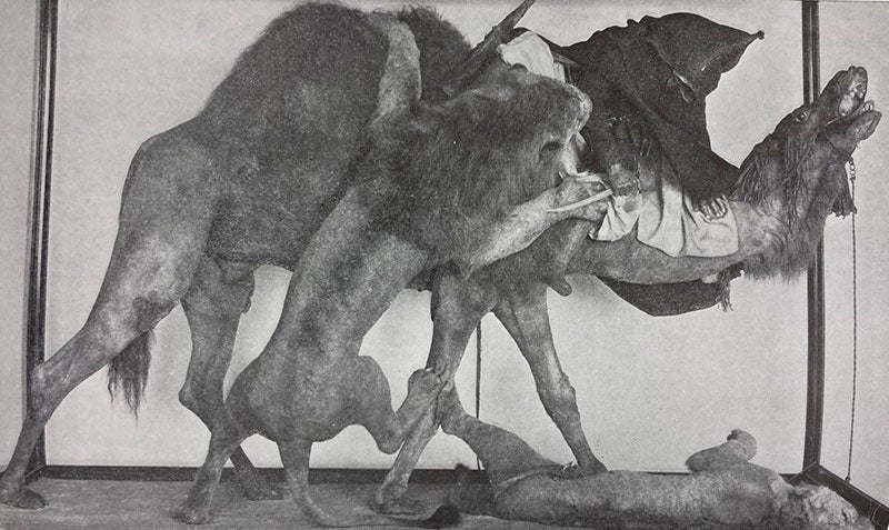 Animal group, two Barbary lions attacking a dromedary and its driver, fashioned by Jules Verreaux for the Paris Exposition of 1867 and sold by the Maison Verreaux to the American Museum of Natural History, 1869, photograph in American Museum Journal, vol. 14, 1914 (Linda Hall Library)