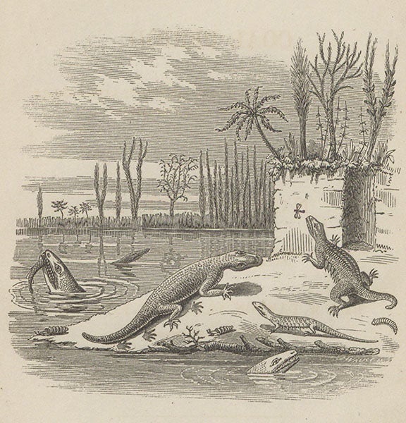 Carboniferous amphibians, discovered and reconstructed by John William Dawson, detail of the frontispiece to his Air-Breathers of the Coal Period, 1863 (Linda Hall Library)