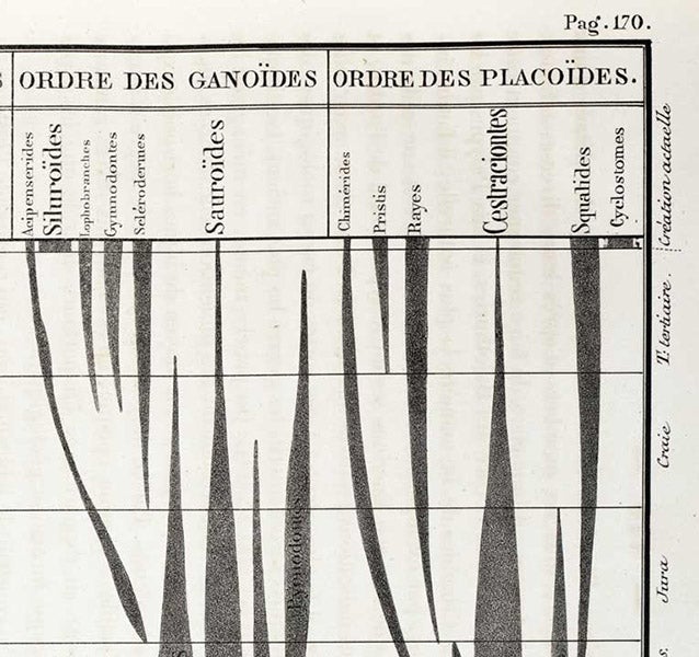Detail of spindle diagram, Recherches sur les poissons fossils, by Louis Agassiz, p. 170, text vol. 1-2, 1833-43 (Linda Hall Library)