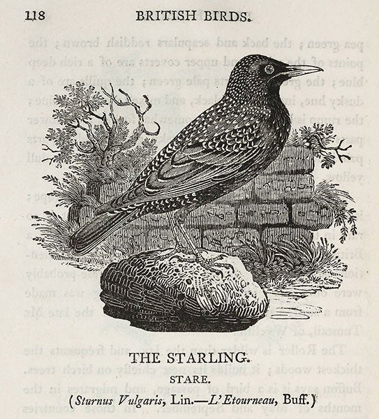 Eugene Schieffelin Linda Hall Library