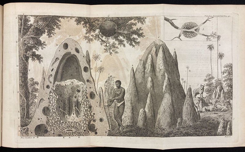 Termite mounds in Africa, engraving by James Basire I for an article by Henry Smeathman, Philosophical Transactions of the Royal Society of London, vol. 71, plate 7, 1781 (Linda Hall Library)