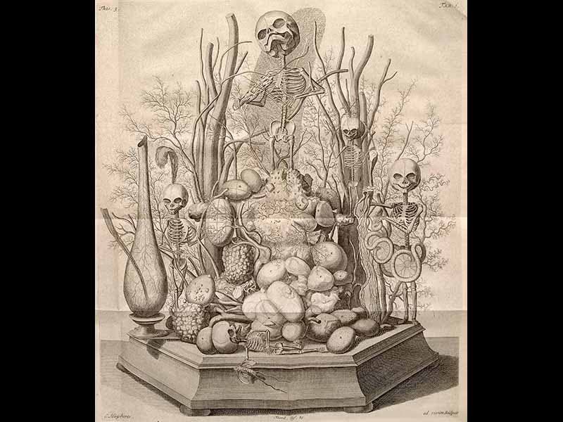 Frederic Ryssen Frederik Ruysch - Linda Hall Library