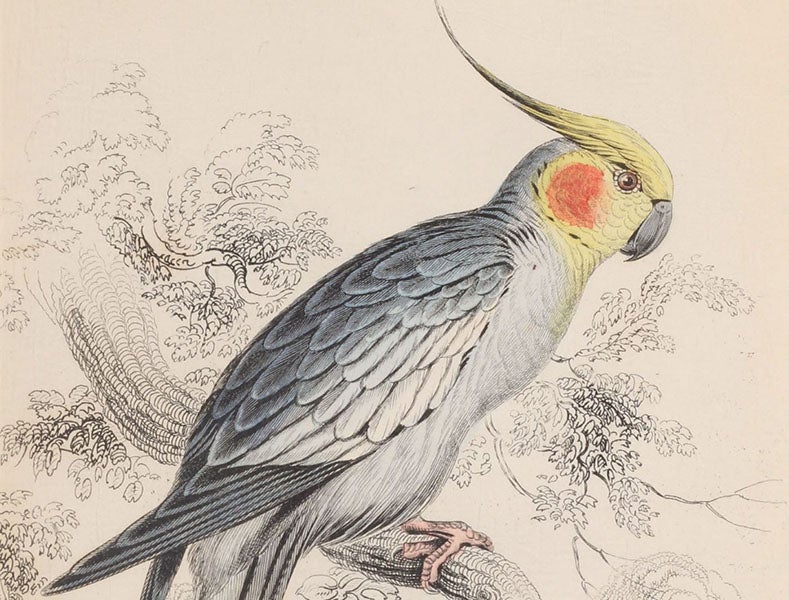 Red-cheeked Nymphicus, detail, by Edward Lear, engraved by William Lizars, then hand-colored, in Natural History of Parrots, by Prideaux John Selby (Naturalist’s Library, Ornithology, vol. 6), 1836 (Linda Hall Library)