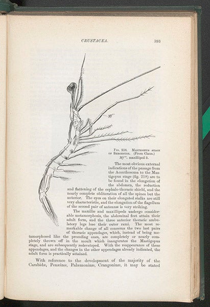 Larva of Sergestes, another prawn, line-engraving, Francis M. Balfour, A Treatise on Comparative Embryology, vol. 1, 1880 (Linda Hall Library)
