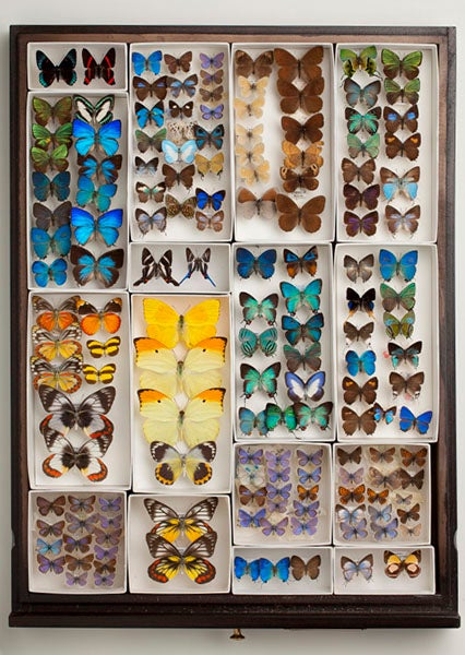 One drawer of many; butterflies collected by Andrey Avinoff, Carnegie Museum of Natural History, Pittsburgh (carnegiemnh.org)