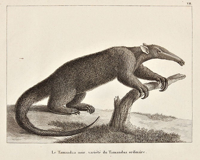 A tamandua (anteater), engraving, from Félix de Azara, <i>Voyages dans l'Amerique meridionale</i>, 1809 (donaldheald.com)