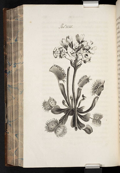 Venus flytrap, pen-and-wash drawing, extra illustration added to the library’s copy of William Paley, <i>Natural Theology</i>, 1804 (Linda Hall Library)