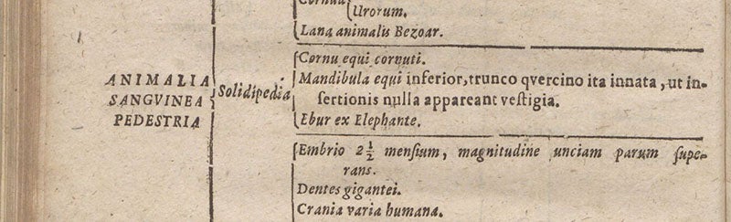 Description of the horse-jaw caught in an oak tree, in Ole Worm’s museum, Synopsis methodica rariorum in Musaeo ... Olai Wormii, by Georg Seger, detail of p. 38, 1653 (Linda Hall Library)