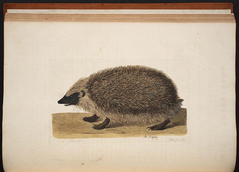 Hedgehog, colored engraving by Peter Mazell after a drawing by Peter Paillou, in Thomas Pennant, <i>British Zoology</i>, 1766 (Linda Hall Library)