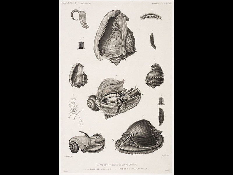 Jean René Constant Quoy Linda Hall Library