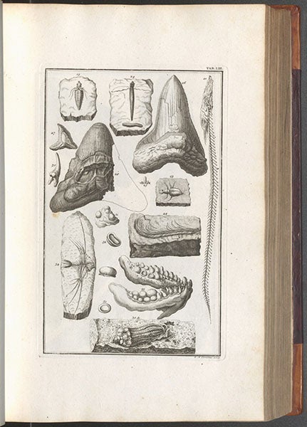 Fossils deposited by the Flood, engraving, Johann Scheuchzer, Physica sacra, vol. 1, 1731 (Linda Hall Library)