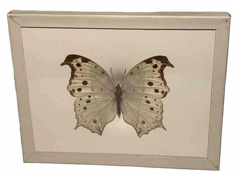 A Denton Mount offered for sale, with Denton Bros. stamp and label on reverse, unknown species, eBay (shopasteal on ebay)