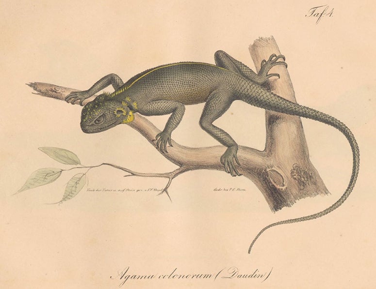 Agama colonorum (Spiny agama), hand-colored lithograph, cropped, Neue Wirbelthiere zu der Fauna von Abyssinien, by Eduard Rüppell, [v. 3] Amphibien, plate 4, 1835 (Linda Hall Library)