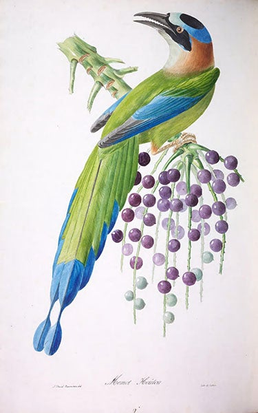 <i>Momot houtou</i>, hand-colored lithograph, Jean-Théodore Descourtilz, <i>Oiseaux brillans du Brésil</i>, 1834 (Natural History Museum via biodiversitylibrary.org)