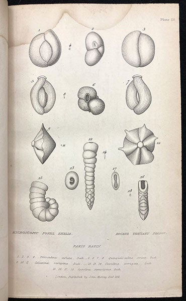 Microscopic fossil shells, from unpublished drawings by Gérard Paul Deshayes, in Principles of Geology, by Charles Lyell, vol. 3, plate 4, 1833 (Linda Hall Library)