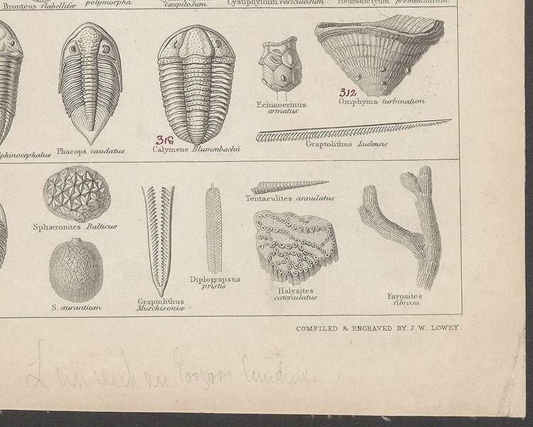 Detail of Plate 4, bottom right, where it says: “Compiled & Engraved by J.W. Lowry,” A Tabular View of Characteristic British Fossils, Stratigraphically Arranged [compiled and engraved by J. W. Lowry, drawn by C. R. Bone], 1853 (Linda Hall Library).