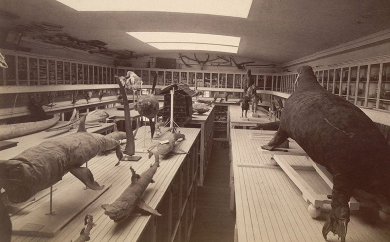 View of the tops of the cases of Jenks’ museum in Rhode Island Hall, with stuffed sharks and a giant sunfish, undated photograph, Brown University Library (library.brown.edu)