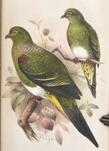 Sumatran green pigeons (Sphenocercus). inhabitants of Malay Peninsula, hand-colored lithograph by Henrik Grønvold, Ibis, ser. 9, vol. 4, plate 10 (Linda Hall Library)