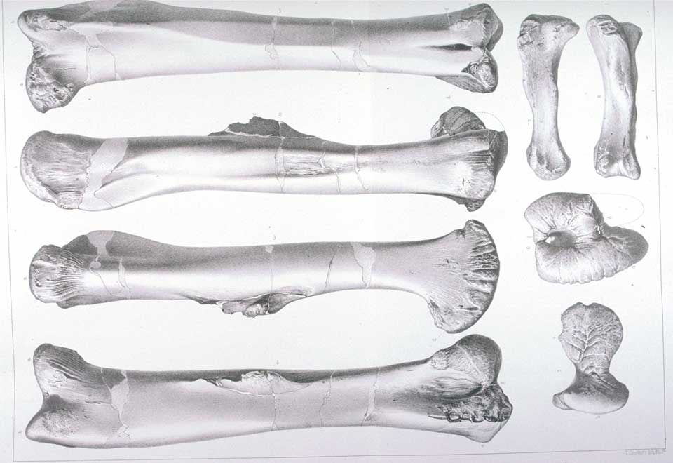 Left femur of Hadrosaurus. This work is part of our History of Science Collection, but it was NOT included in the original exhibition. Image source: Leidy, Joseph. Cretaceous Reptiles of the United States. Washington: Smithsonian Institution, 1865. Series: Smithsonian Contributions to Knowledge, vol. 14, no. 192, pl. 15.