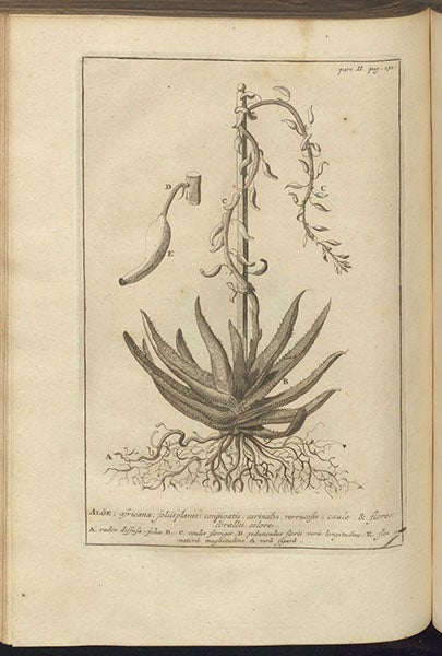 An aloe plant, engraving, in Index alter plantarum quae in Horto Academico Lugduno-Batavo aluntur, by Herman Boerhaave, 1727 (Linda Hall Library)