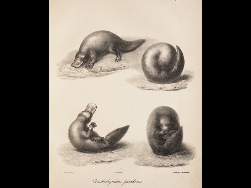 dar05511, 10/17/08, 10:29 AM,  8C, 6000x8000 (0+0), 100%, Custom,  1/60 s, R38.0, G25.7, B35.6