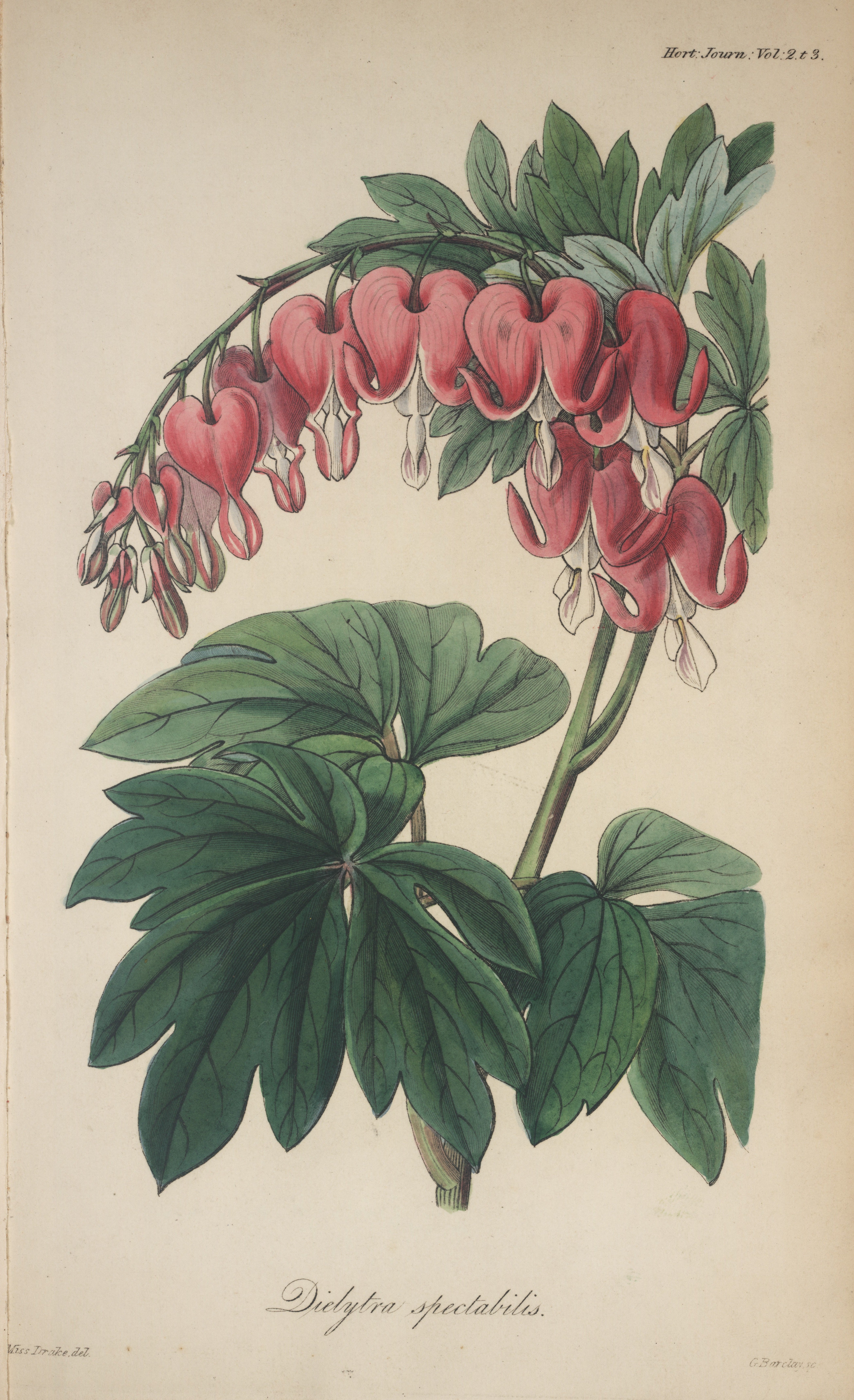 Dielytra spectabilis. Image source: Fortune. “Dielytra spectabilis, a New Plant Introduced from China.” Journal of the Royal Horticultural Society. Vol. 2, part 3, 1847.