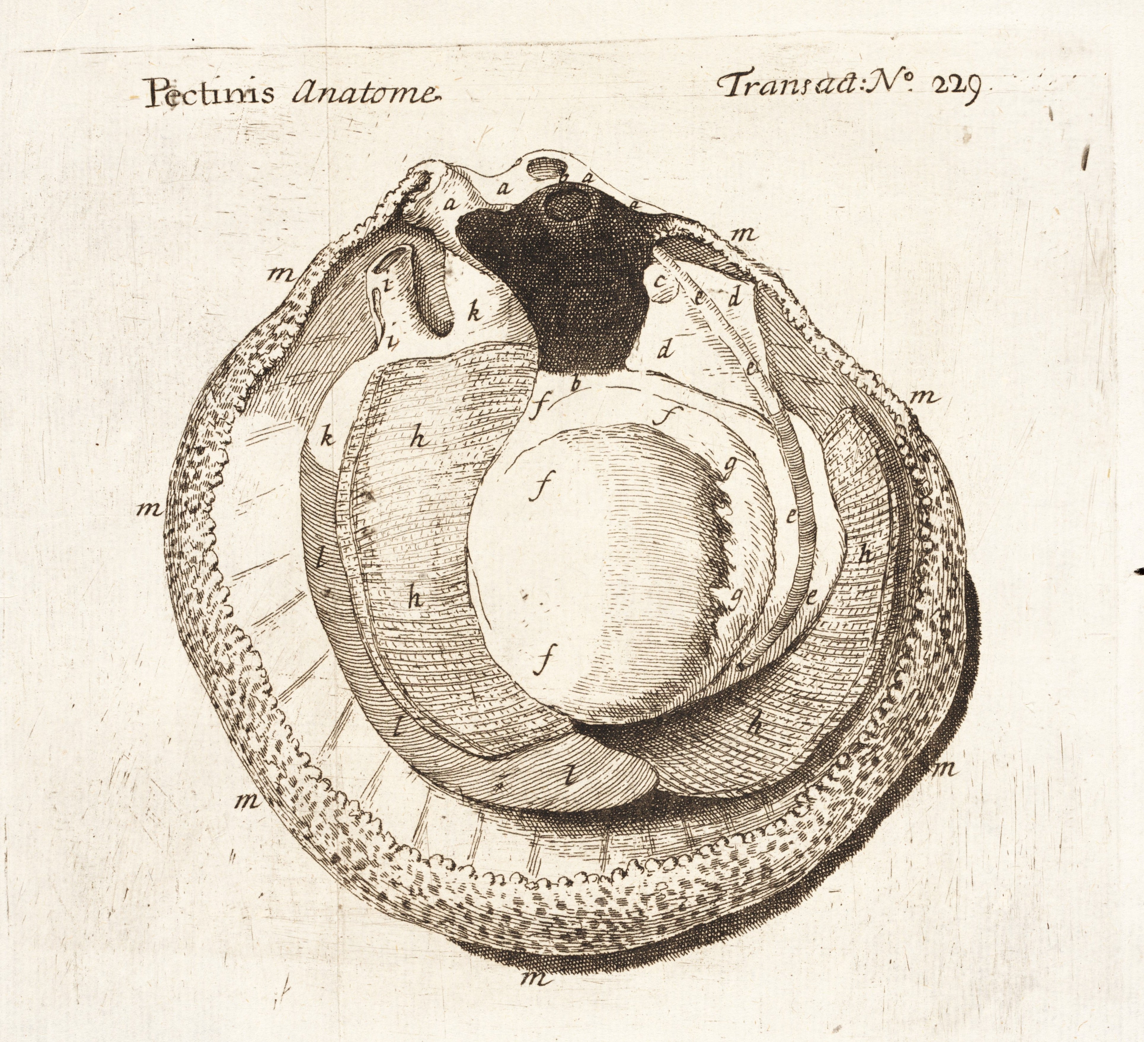 “The anatomy of a scallop” is one of many contributions by Martin Lister to the Philosophical Transactions. The accompanying plate is attributed to Susanna Lister. Image source: Lister, Martin. “The Anatomy of the Scallop.” Philosophical transactions of the Royal Society of London, vol. 19, no. 229, 1697, pp. 567-570.