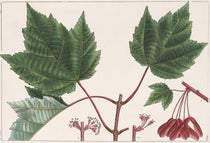Red-flowering Maple, Acer rubrum, slight cropping of hand-colored engraving by Pancrace Bessa, The North American Sylva: or, A Description of the Forest Trees of the United States, Canada and Nova Scotia, by François-André Michaux, vol. 1, plate 49 1865 (The Linda Hall)