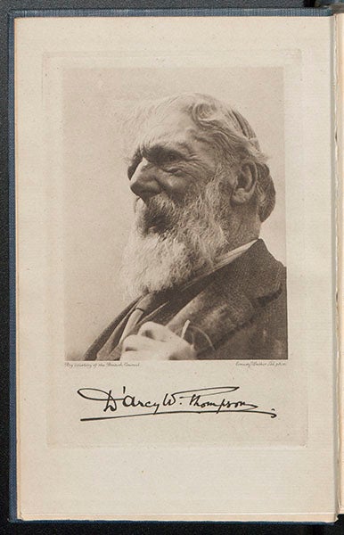 Portrait of D’Arcy Wentworth Thompson, gravure, from a festschrift in his honor, 1945 (Linda Hall Library)