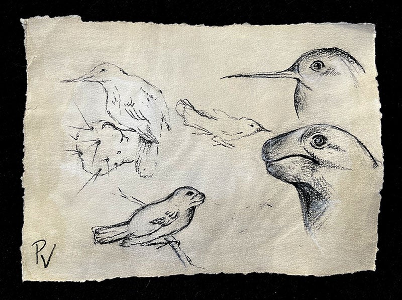 Another leaf with sketches of finches modified and bred in Mauritsstad, Ecuador, by Pieter Vogelvormer; a thorn-wielding finch is on the cactus at left; the turtle-nosed finch at right is one which did not survive long enough on the Galapagos Islands for Darwin to observe and collect it; Mauritshuis Museum, The Hague (mauritshuis.nl/en)