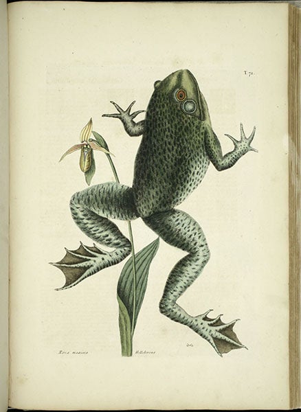 A lady’s-slipper and a bullfrog, hand-colored engraving in The Natural History of Carolina, Florida, and the Bahama Islands, by Mark Catesby, 2nd ed., vol. 2, plate 72, 1754 (Linda Hall Library)