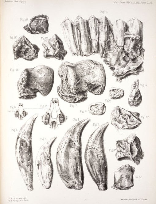Remains found in Brixham cave. Image source: Prestwich, Joseph. “Report on the Exploration of Brixham Cave.” Philosophical Transactions of the Royal Society of London, vol. 163, 1873, pl. 46.