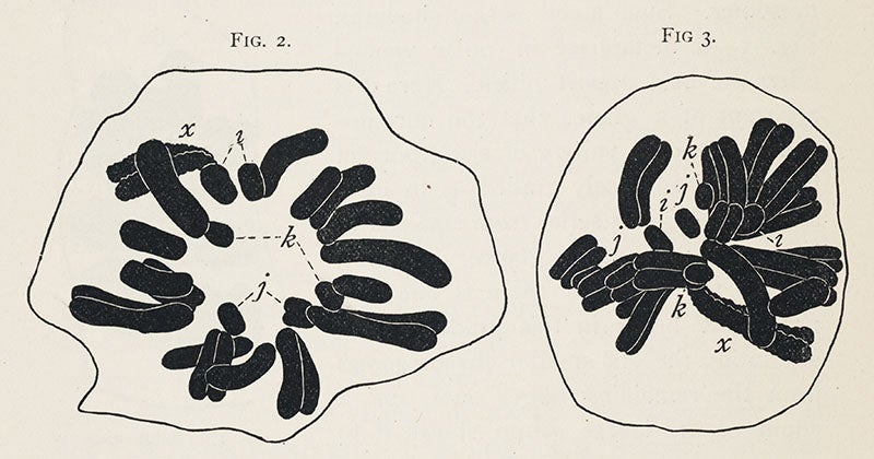 The chromosomes of <i>Brachystola magna</i>, the lubber grasshopper, from a paper by Walter Sutton, 1902 (Linda Hall Library)
