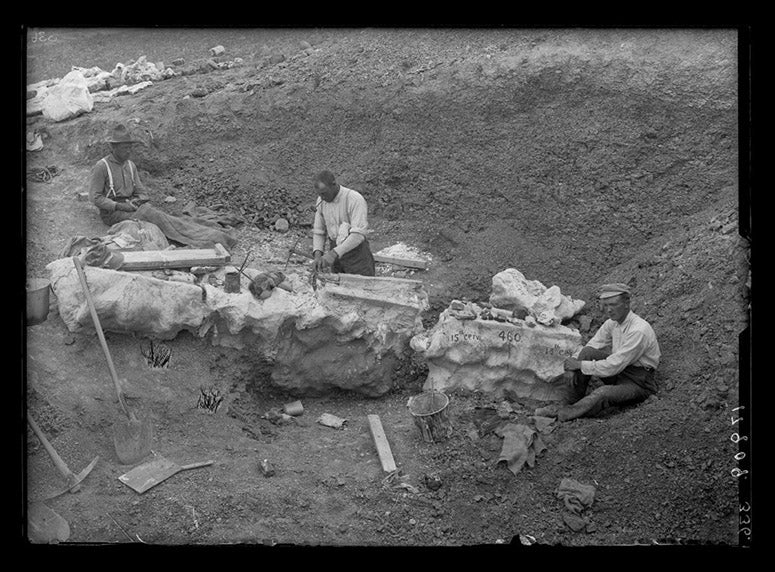 William D. Matthew in the field (right), excavating Brontosaurus skeleton, with Peter Kaisen and Richard Swann Lull, Nine-Mile Quarry, Wyoming, 1899, American Museum of Natural History, New York City, AMNH neg. no. 17909 (digitalcollections.amnh.org)