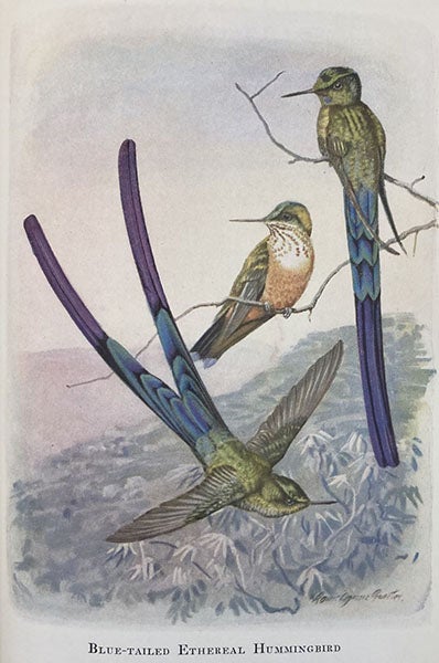 Blue-tailed ethereal hummingbird, by Louis Agassiz Fuertes, in Autobiography of a Bird-Lover, by Frank M. Chapman, p. 352, 1933 (Linda Hall Library)