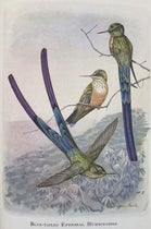 Blue-tailed ethereal hummingbird, by Louis Agassiz Fuertes, in Autobiography of a Bird-Lover, by Frank M. Chapman, p. 352, 1933 (Linda Hall Library)
