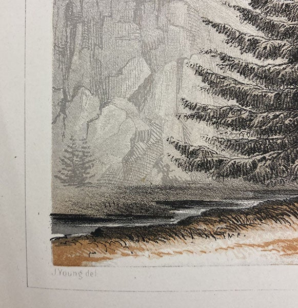 Detail of fifth image, chromolithograph of a Douglas fir, with signature of “J. Young del.,” Explorations and Surveys for a Railroad Route from the Mississippi River to the Pacific Ocean: Routes in California and Oregon, by Robert S. Williamson (Pacific Railroad Report no. 6), Botany plate 8, 1855 (Linda Hall Library)