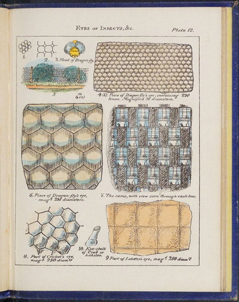 Eyes of insects, hand-colored lithograph, Sketches with the Microscope: In a Letter to a Friend, by Mary Ward, plate 12, p. 36, 1857 (Linda Hall Library)