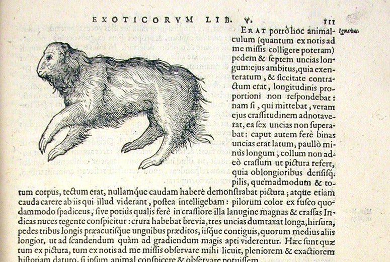 First sloth specimen, from Brazil, woodcut, Exoticorum libri decem, by Carolus Clusius, p. 111, 1605 (Linda Hall Library)