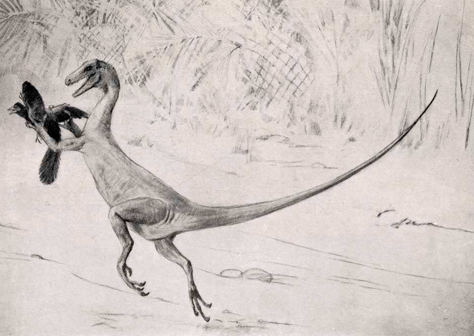 Illustration of an Ornitholestes restoration. This work was on display in the original exhibition as item 32. Image source: Dickerson, Mary Cynthia. "Charles R. Knight--Painter and sculptor of animals," in: American Museum Journal, vol. 14 (1914), p. 86.