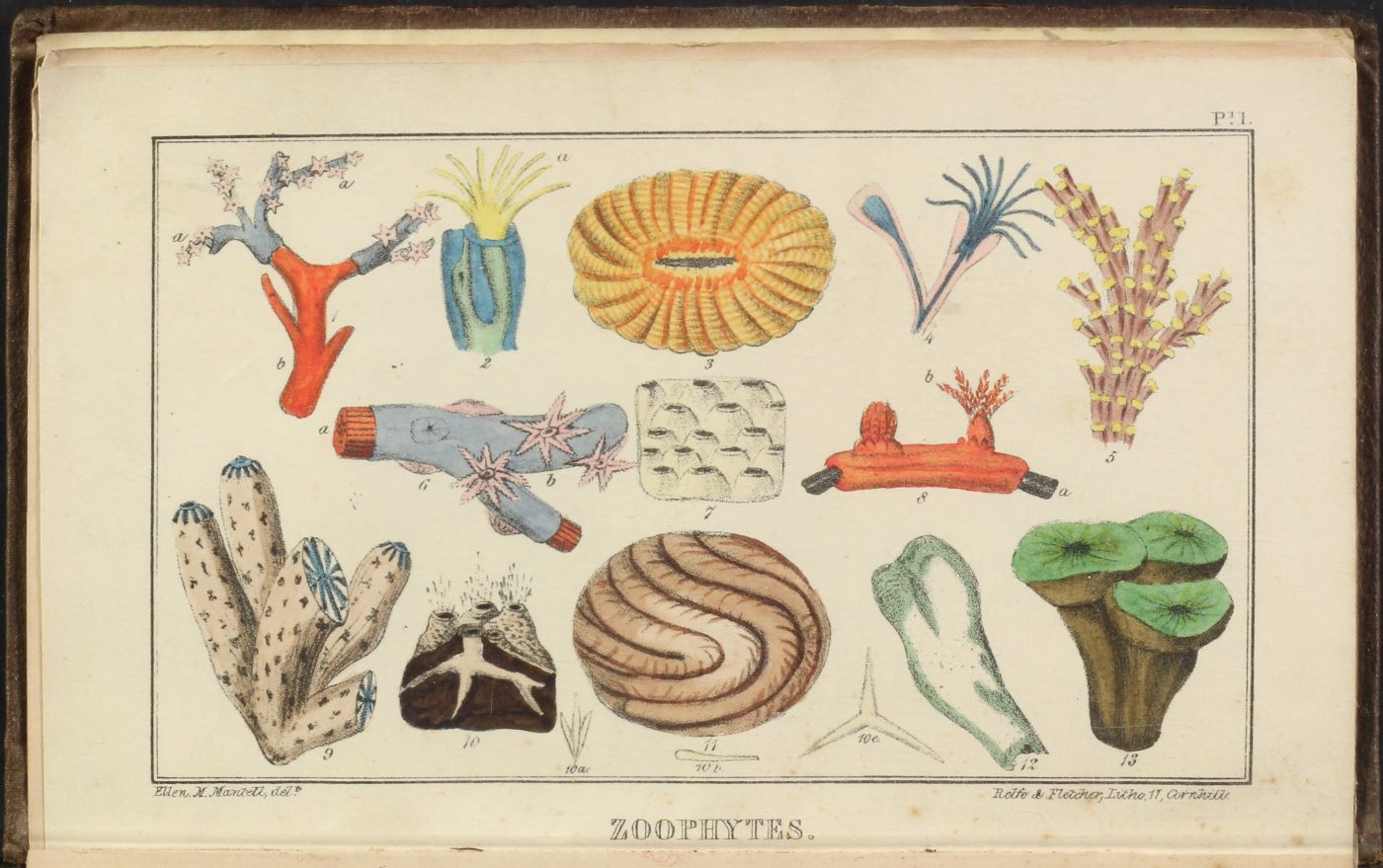 Zoophytes, hand-colored lithographed frontispiece, by Ellen May Mantell, for The Wonders of Geology, by Gideon Mantell, vol. 2, 1838 (Linda Hall Library)