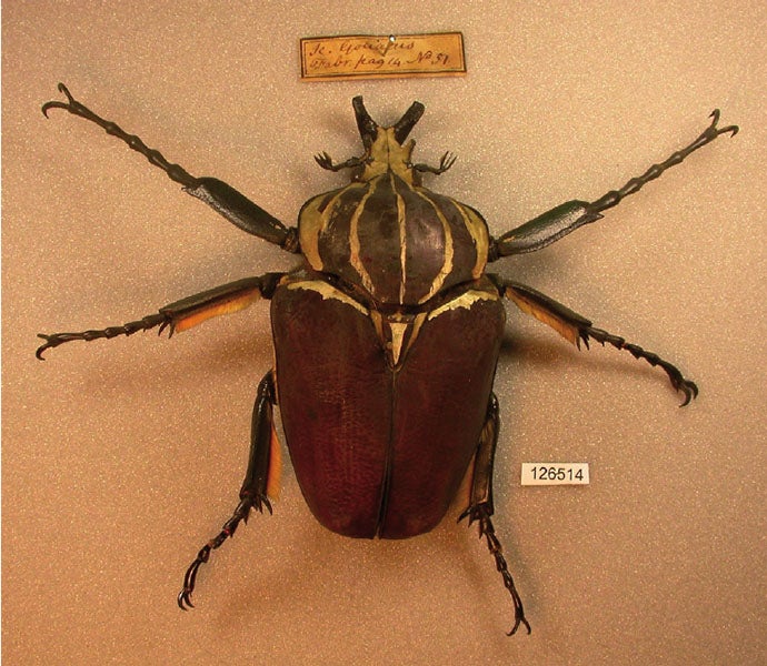 Goliath beetle from the collection of William Hunter, now in the Hunterian Museum and Art Gallery, Glasgow (researchgate.net)